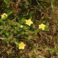 Sida rhombifolia subsp. alnifolia (L.) Ugbor.